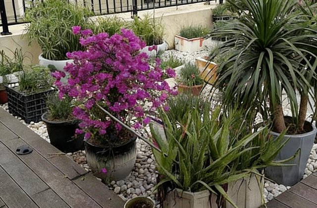 华润金悦湾6室3厅341㎡713万二手房图片