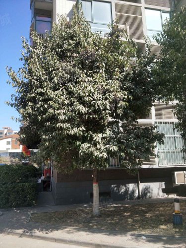 雅园国际花都房屋出租,雅园国际花都二手房出售】- 武安58同城