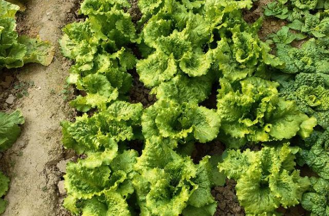 价格美丽 金信南苑逸墅家  诚意出售