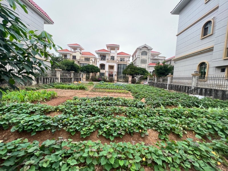 阳东花园东西区别墅地大10余条在售