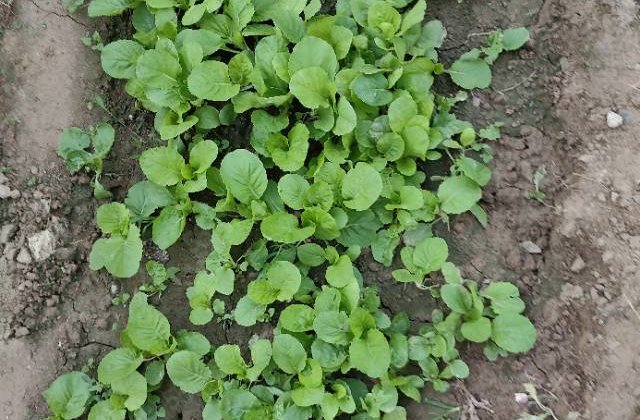 急！急！急！ 金信南苑逸墅家 中间好楼层 次新小区 诚意出售