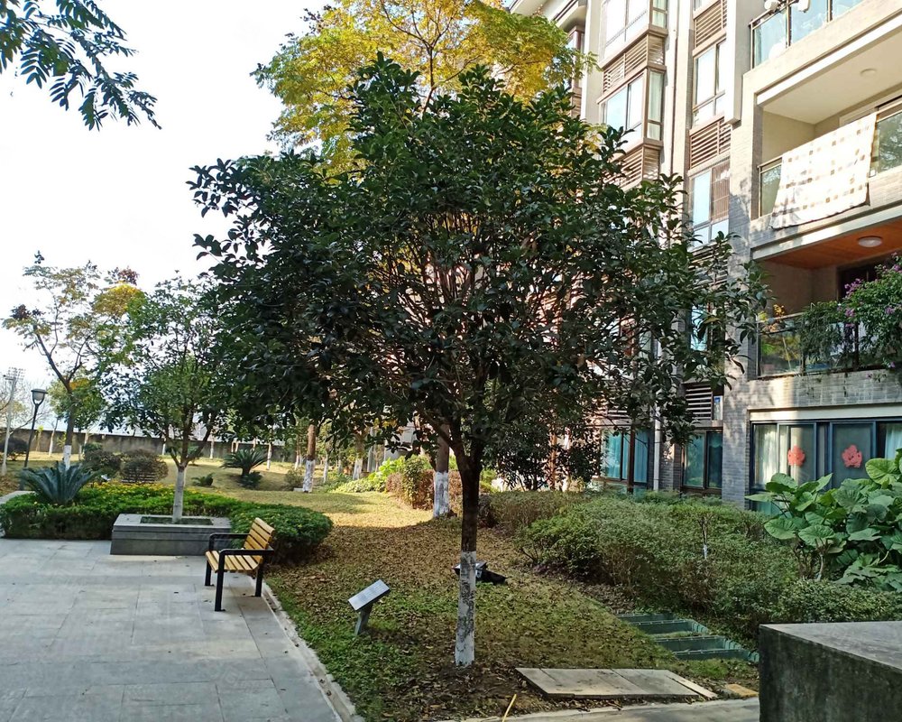 【石柱隆鑫花漾城(一期), 石柱隆鑫花漾城(一期)小区详情,房价走势