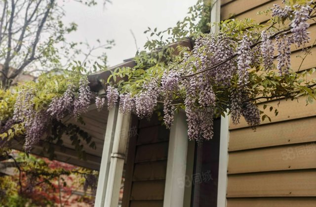 聚通嘉园8室5厅500㎡1889万二手房图片