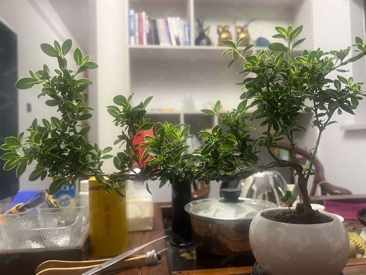 北湖豪苑6室3厅3卫310㎡南206万