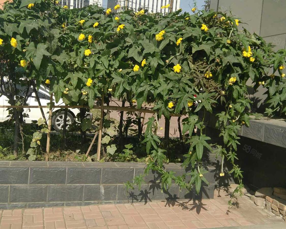 【景怡花园, 景怡花园小区详情,房价走势,房源,业主论坛】- 太原58