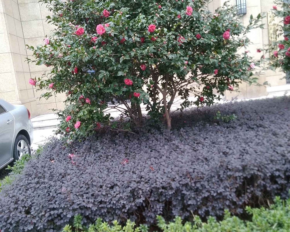 【丹桂花园(象山), 丹桂花园(象山)小区详情,房价走势,房源,业主论坛