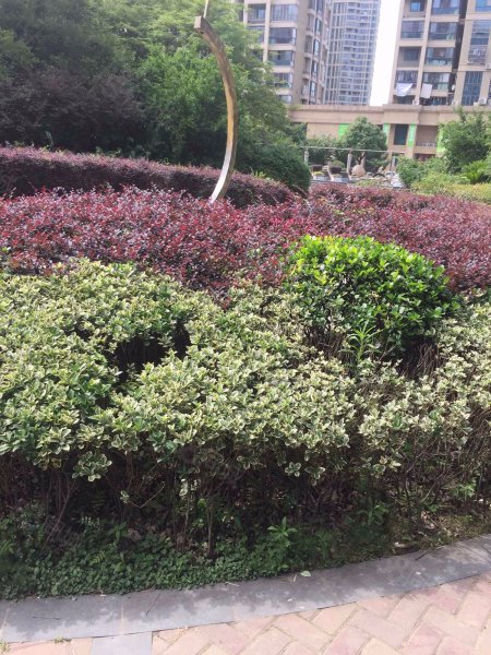 水墨兰庭(南区)