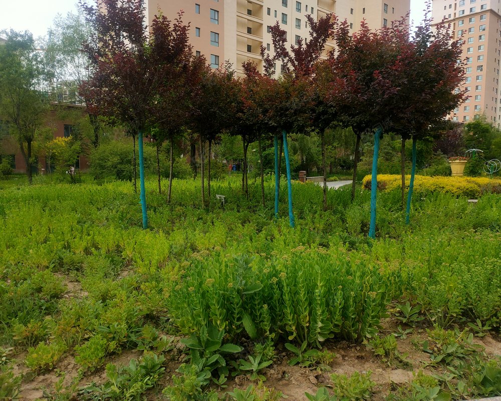 青唐小镇南苑小区详情,房价走势,房源,业主论坛】- 西宁58同城