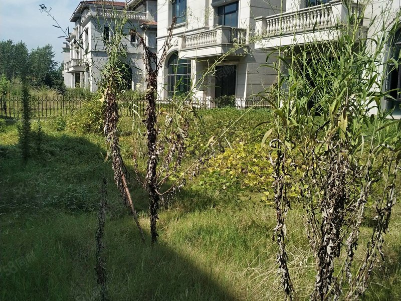 碧桂园江湾城高端别墅群,送花园1100平方,名媛望族居住群