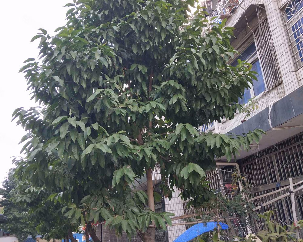 【西雅小区, 西雅小区小区详情,房价走势,房源,业主论坛】- 温州58