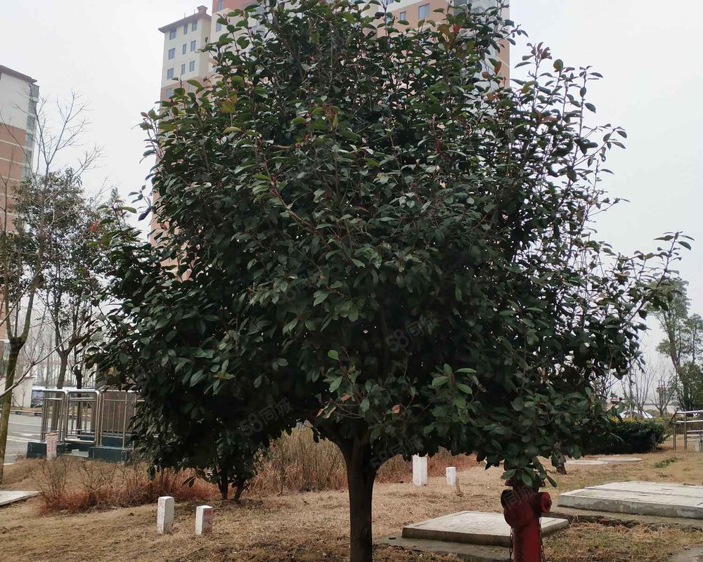 【隆城香堤, 隆城香堤小区详情,房价走势,房源,业主论坛】- 宿迁58