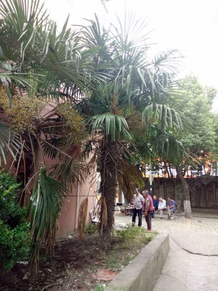 昆阳小区(520弄) 