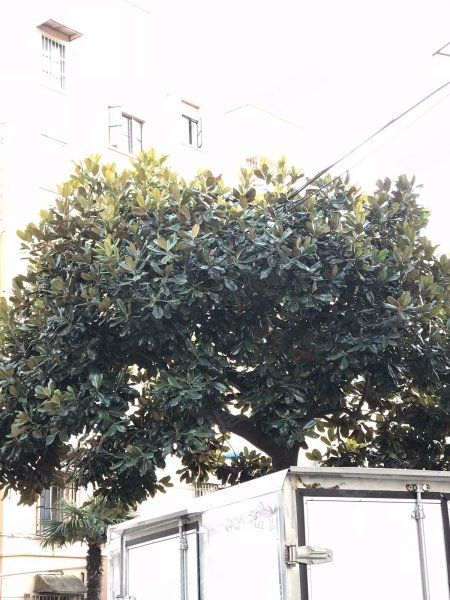 东五小区(浦东) 