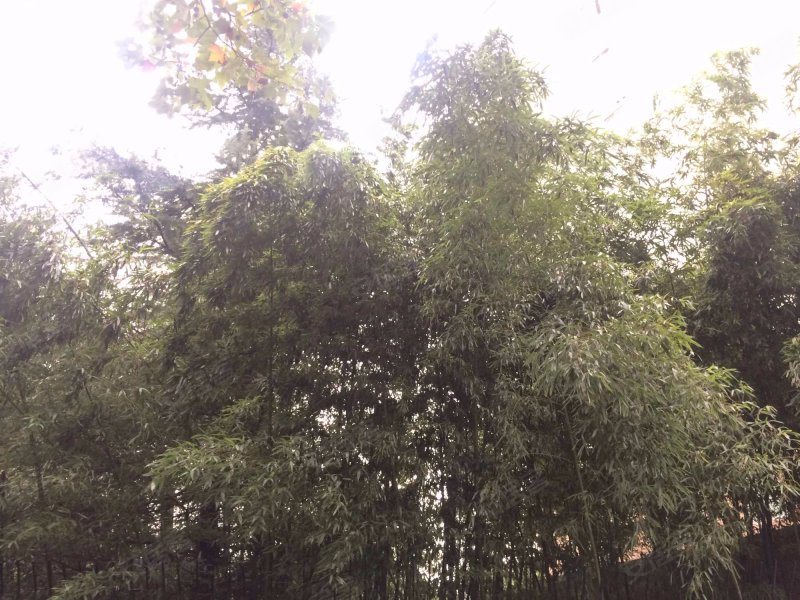 同方锦城(二期) 