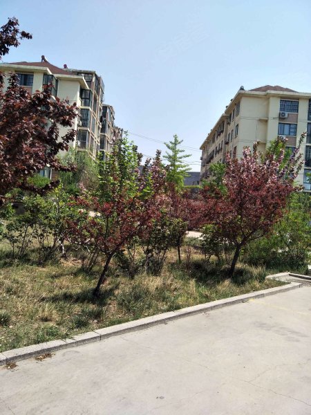 瑞康花园,浮山路61号-青岛瑞康花园二手房,租房,房价-青岛安居客