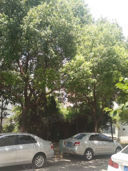 大上海国际花园莱茵园 