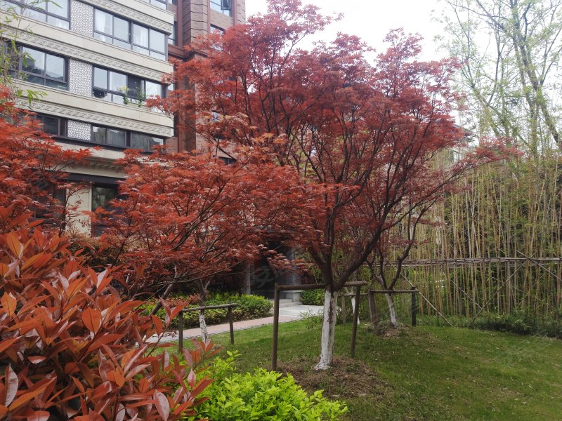 泰禾红御(别墅) 