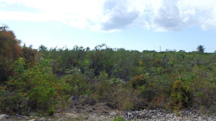 开曼群岛约¥87万Little Cayman Overlooking South Coast二手房土地图片