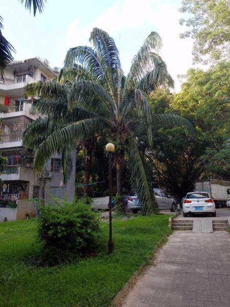 荔枝苑(东区),中新街2号-深圳荔枝苑(东区)二手房,租房,房价-深圳安居