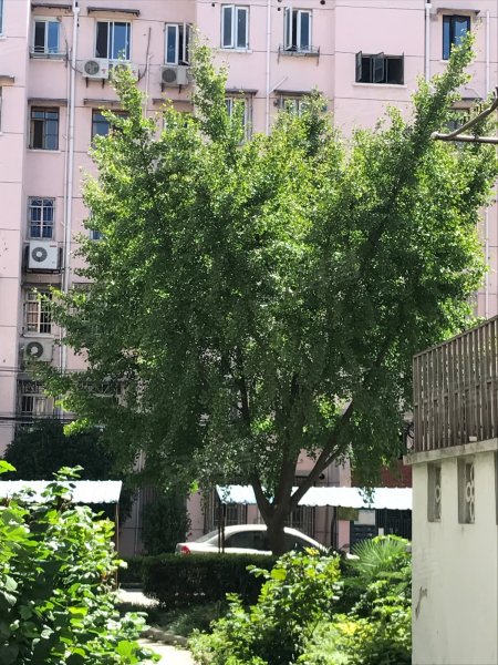 古美西路420弄小区 