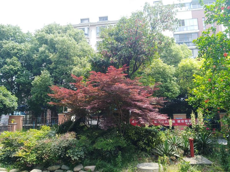 香江花城,马里兰街71号