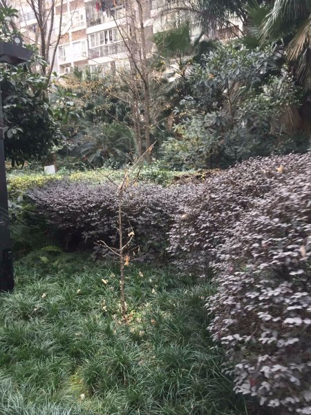 西线阳光,黄金路1号,黄金路9号-成都西线阳光二手房,租房,房价-成都