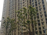 吴中姑苏金秋家园装修价格好谈,看房方便,总价低,全明