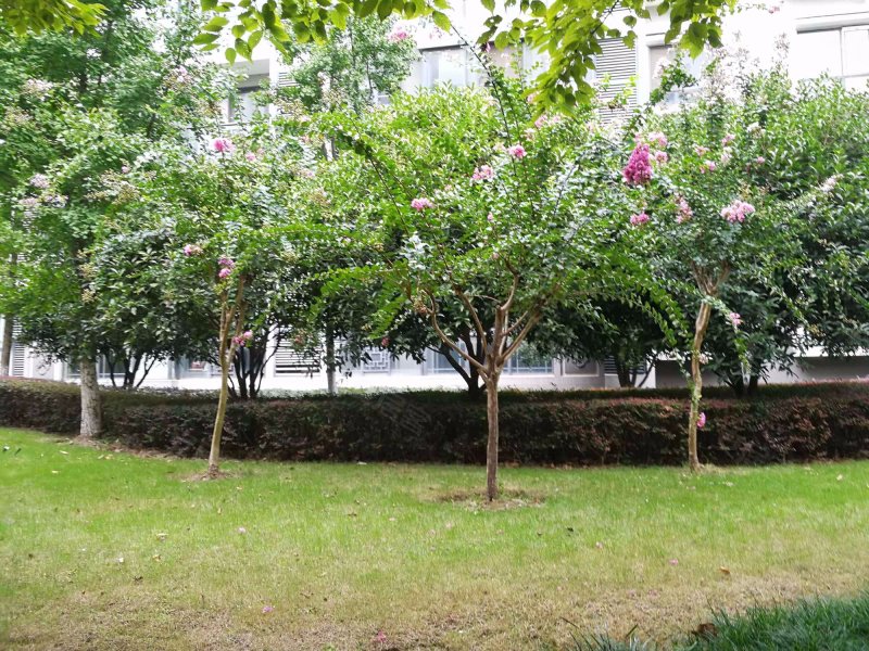 海棠园,兴隆大街199号-南京海棠园二手房,租房,房价-南京安居客