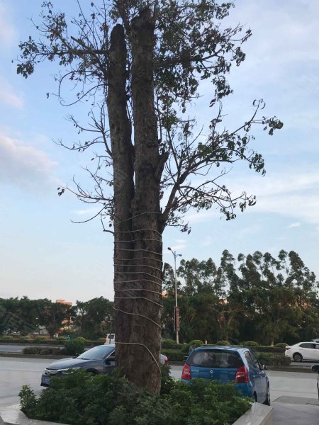 康城(开平),寺前西路83号-江门康城(开平)二手房,租房,房价-江门安居