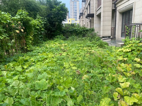 专业出售 城市排屋 边套 全新毛坯 底下2层,地上3层,光明澜山(别墅)