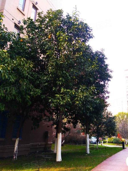 东方温莎小镇(公寓),药城大道3号-泰州东方温莎小镇(公寓)二手房,租房