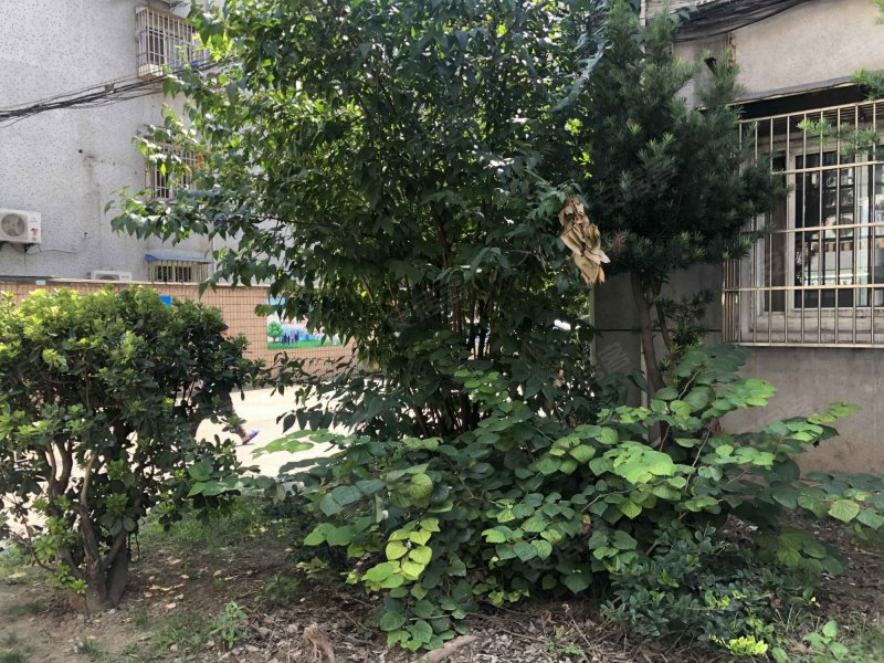 桃园新村(宝山) 