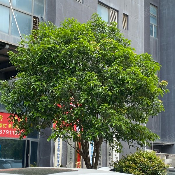 商城凤凰印象(商住楼),凤凰北大道689号-南昌商城凤凰印象(商住楼)