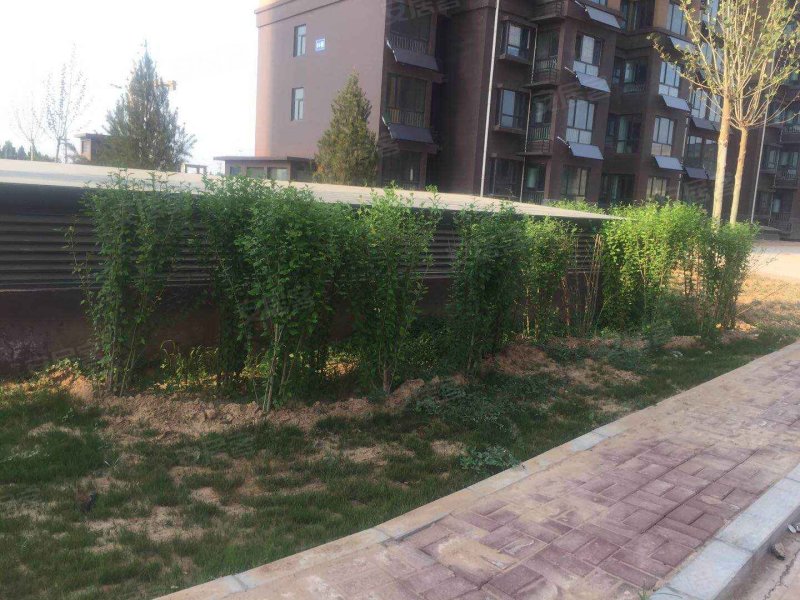 阳光花园(邯山),009乡道-邯郸阳光花园(邯山)二手房,租房,房价-邯郸