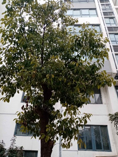 城西花园,上海西路-淮安城西花园二手房,租房,房价-淮安安居客