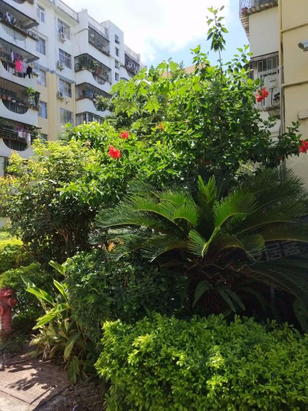 荔苑小区(北区)