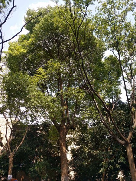 大华一村(华灵路541弄) 