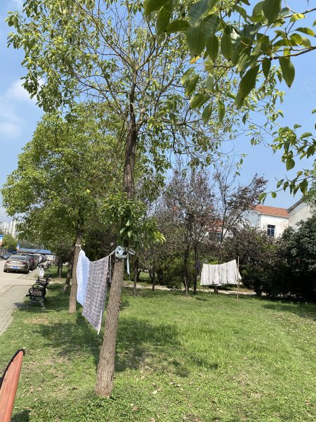 天兴洲绿岛小区