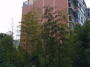 紫金山小区图片