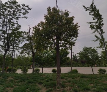 凤仪街20号小区
