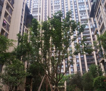 龙湖听蓝湾二期