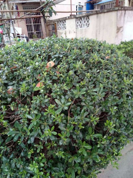 联建新村(宝山) 