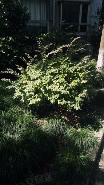 丽江锦庭(公寓住宅) 