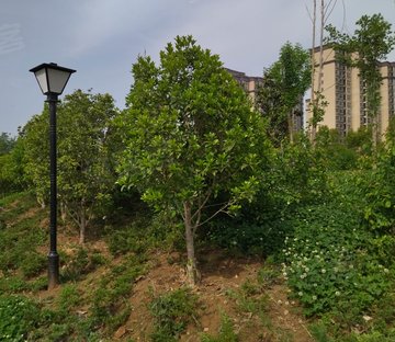 绿城花园(商住楼)