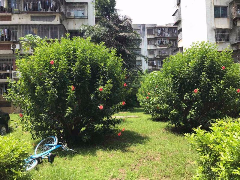 红荔村住宅区,振兴路22-7号-深圳红荔村住宅区二手房,租房,房价-深圳