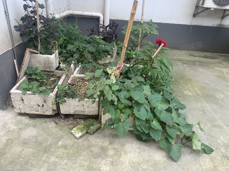 布长街52弄小区 