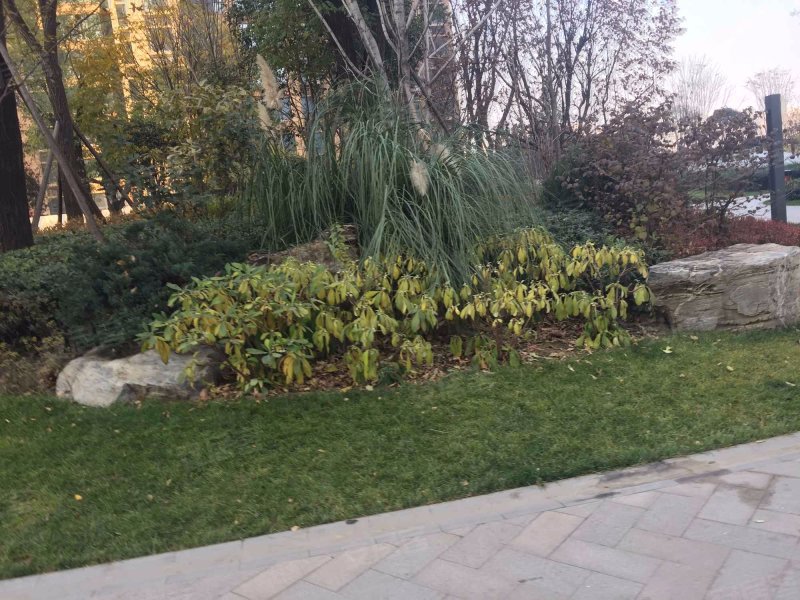 天地源枫林意树