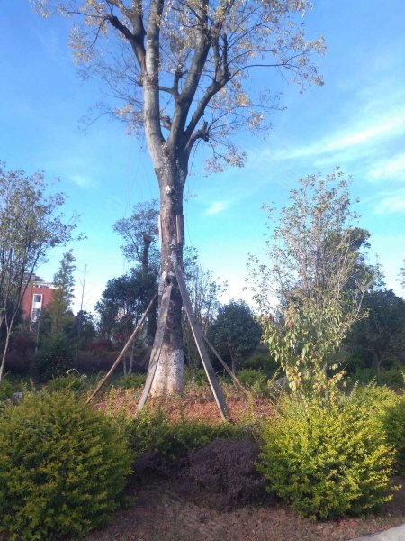 沐春园,春融东路,近聚贤街-昆明沐春园二手房,租房,房价-昆明安居客