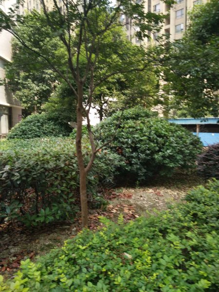 雍景台,石门路246号-合肥雍景台二手房,租房,房价-合肥安居客