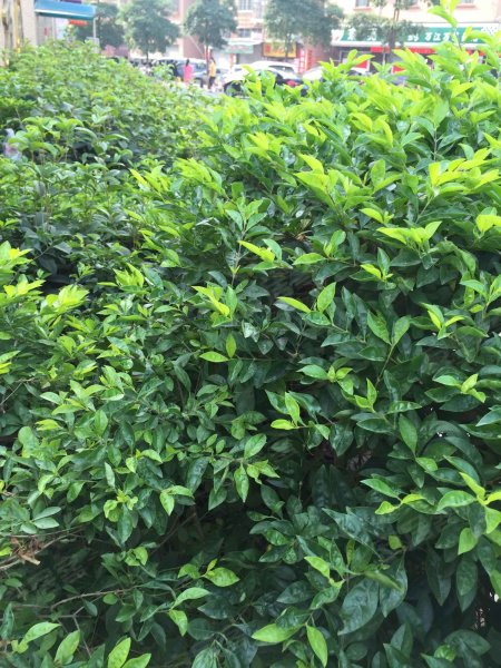 莲丰花园,河堤南路-东莞莲丰花园二手房,租房,房价-东莞安居客